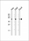 PLIN3 Antibody
